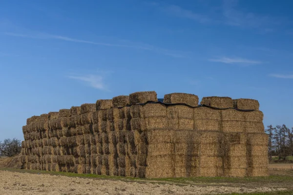 Egy Halom Széna Kék Zöld Mező Téli Napsütéses Nap — Stock Fotó