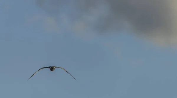 Gaivotas Mar Sobre Lagoas Vrbenske Dia Céu Azul Primavera Cidade — Fotografia de Stock