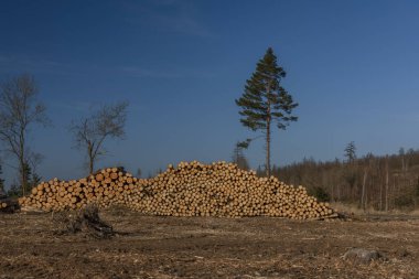 Güney Moravya 'da kışın güneşli bir günde ağaç kabuğu böceği üstüne ağaç kesilen ormanlar manzaraya bakar