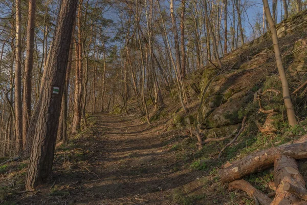 Sentier Pente Dans Une Belle Forêt Hiver Coucher Soleil Près — Photo