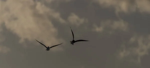 Gaivotas do mar sobre lagoas Vrbenske no dia do céu azul da primavera — Fotografia de Stock