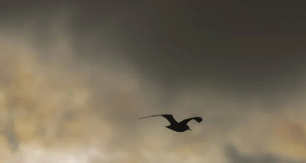 Gaivotas do mar sobre lagoas Vrbenske no dia do céu azul da primavera — Fotografia de Stock