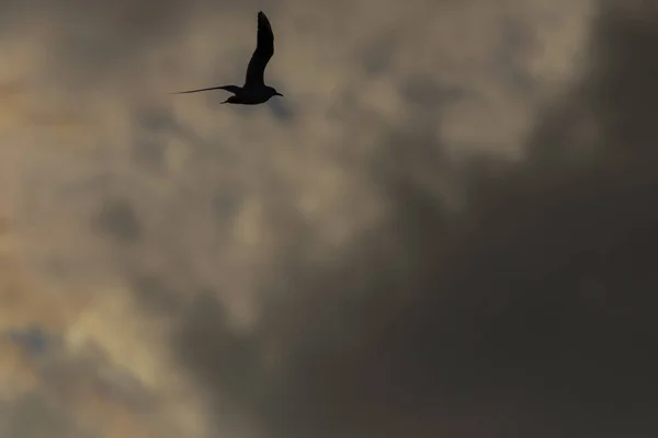 Морские чайки над Врбенским прудом в день весеннего голубого неба — стоковое фото