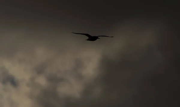 Gaviotas marinas sobre los estanques de Vrbenske en el día del cielo azul de primavera —  Fotos de Stock