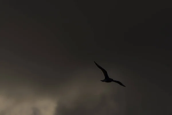 Gaviotas marinas sobre los estanques de Vrbenske en el día del cielo azul de primavera —  Fotos de Stock