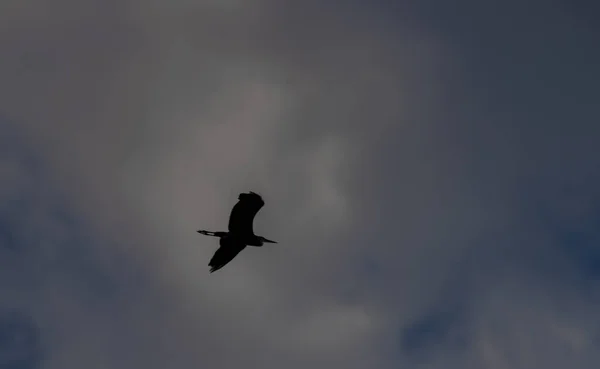 Fliegende Silhouette eines Reihers mit blauem Himmel und weißen Wolken — Stockfoto