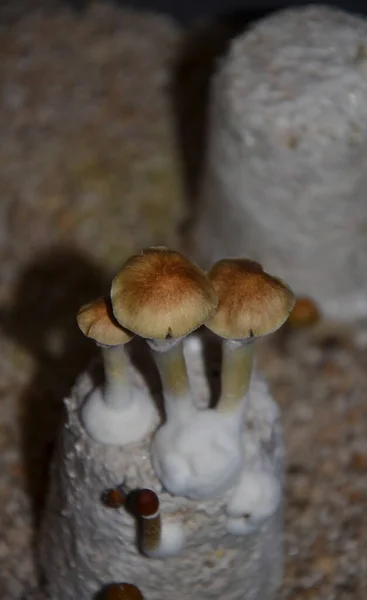 Mexicaanse psychedelische paddestoel met oranje leuke cap — Stockfoto