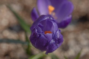 Crocus rengi güzel çiçek ilkbaharda güneşli sıcak taze gün
