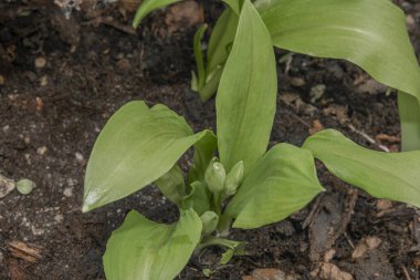 Bahar güneşli bir günde yeşil yapraklı sarımsak çiçeği.