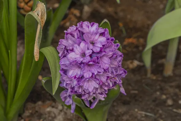 Colore Viola Giacinto Fiore Nel Colore Fresco Bella Giornata — Foto Stock