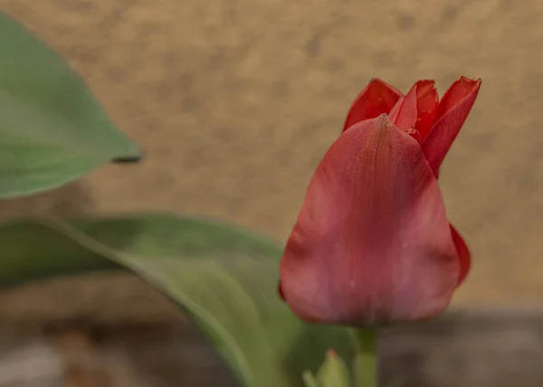 Rode Violette Tulp Bloem Het Voorjaar Koude Frisse Dag — Stockfoto