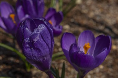 Menekşe rengi güzel çiçek ilkbaharda güneşli sıcak taze gün