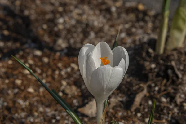 Branco Crocus Cor Agradável Flor Primavera Ensolarado Dia Fresco Quente — Fotografia de Stock