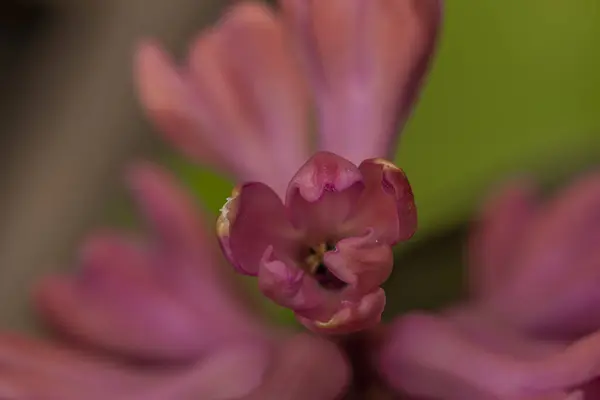 Macro cor-de-rosa flor de flor jacinto na cor dia fresco — Fotografia de Stock