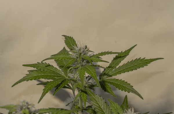 Blanco Ruso Fresco Joven Variedad Marihuana Flor Interior Scrog Método — Foto de Stock