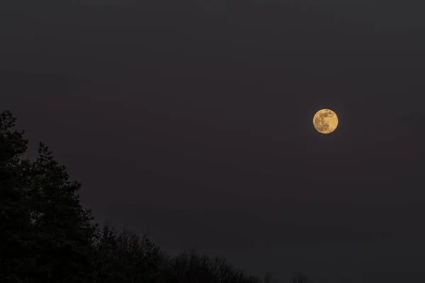 Жовтий Помаранчевий Повний Місяць Навесні Увечері Темному Небі — стокове фото