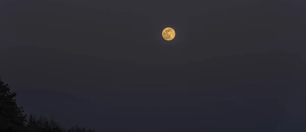 Жовтий Помаранчевий Повний Місяць Навесні Увечері Темному Небі — стокове фото