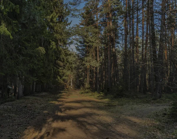 Las Igieł Słońcem Zboczu Wzgórza Klet Południowych Czechach Wiosenny Dzień — Zdjęcie stockowe