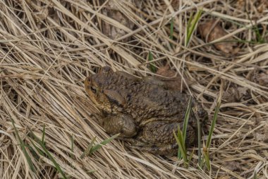 Sumava Ulusal Parkı 'nda kurbağa kurbağası bahar güneşli bir günde çok kuru çimlerde.