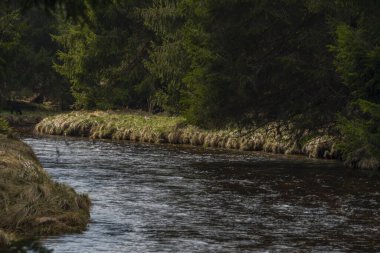 Ulusal Park 'taki Studena Vltava nehri güneşli bahar gününde mavi gökyüzü ile Sumava