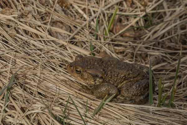 苏玛瓦国家公园春日阳光明媚的草丛中的蛤蟆蛙 — 图库照片