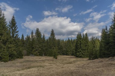 Mavi gökyüzü ve bahar günü ulusal parkta beyaz bulutlu ladin yeşil ağacı