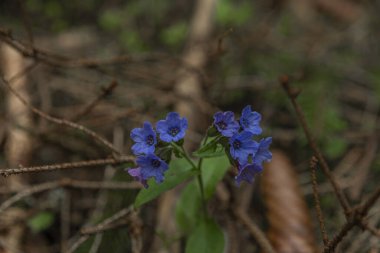 Bahar güneşli bir günde yeşil yapraklı, mavi renk güzel inek ayağı.