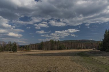 Mavi gökyüzü ve bahar günü ulusal parkta beyaz bulutlu ladin yeşil ağacı