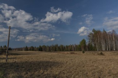 Mavi gökyüzü ve bahar günü ulusal parkta beyaz bulutlu ladin yeşil ağacı