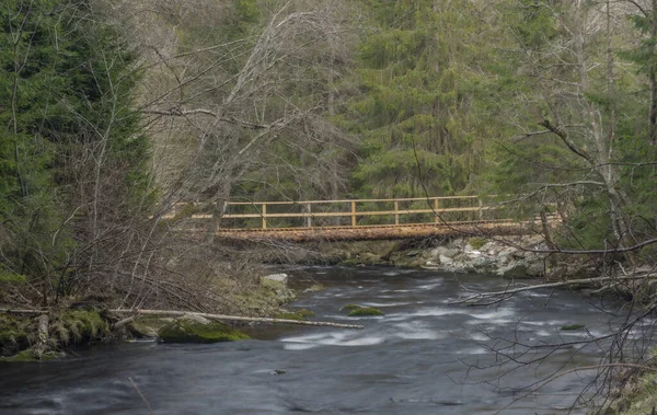 Studena Vltava Řeka Národním Parku Šumava Slunném Jarním Dni Oranžovým — Stock fotografie