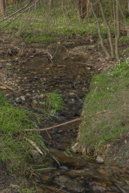 İlkbaharda Krkonose Ulusal Parkı yakınlarındaki Kopaninsky Deresi güneşli bir günde