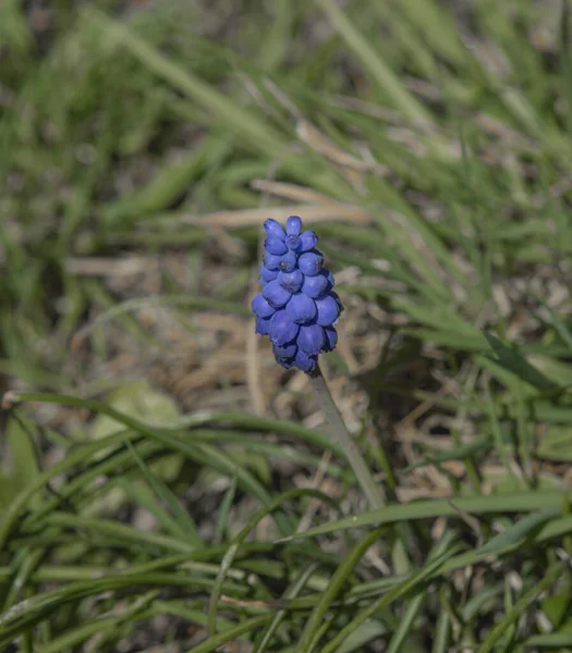 阳光明媚的日子里 绿色春草中的麝香蓝花 — 图库照片