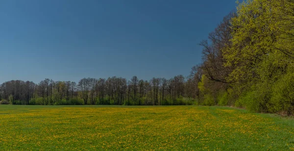 Gele paardebloem en groen gras bij Bavorov stad — Stockfoto