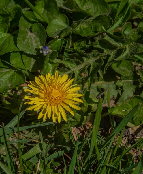 Amarelo Macro Flor Dente Leão Grama Verde Dia Cor Ensolarada — Fotografia de Stock