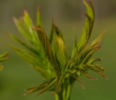 Yeşil arkaplan ile taze rowanberry makro resim