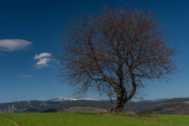 Krkonose Ulusal Parkı 'nın yanındaki yeşil taze bahar tarlasında tek başına kiraz ağacı.