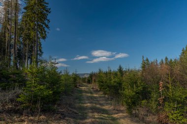 Krkonose dağları yakınlarındaki çayırlar ve ormanlar ilkbaharda Kuzey Bohemya 'da güzel bir gün.