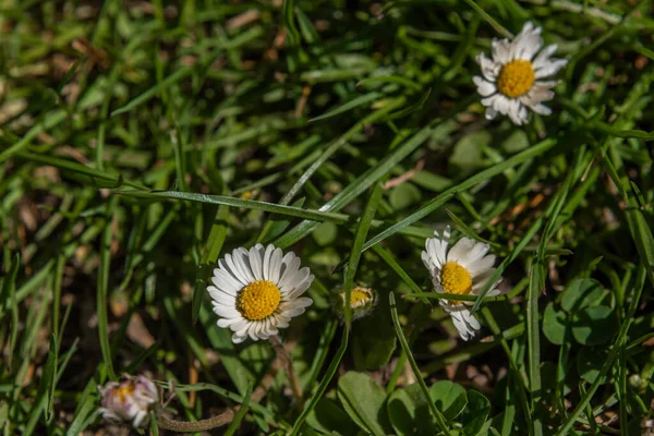 Daisy flower near small drain in green fresh grass