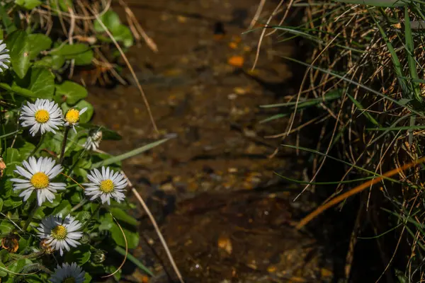 Daisy Květiny Blízkosti Malého Odtoku Zelené Čerstvé Trávě — Stock fotografie