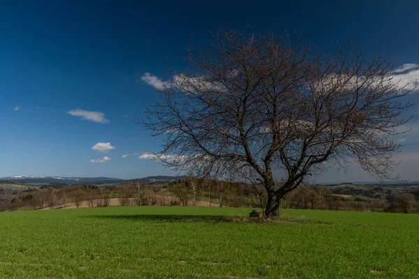 Kirschbaum Allein Auf Grünem Frühlingsfeld Der Nähe Des Nationalparks Riesengebirge — Stockfoto