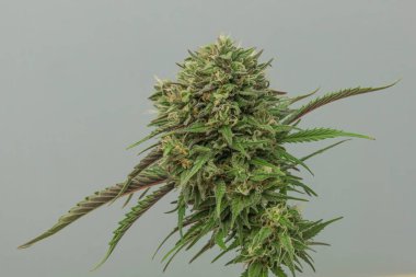 Beyaz gri arka planlı Bubba kush otomatik marihuana çiçeği