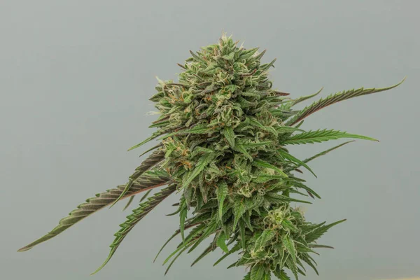 Beyaz Gri Arka Planlı Bubba Kush Otomatik Marihuana Çiçeği — Stok fotoğraf