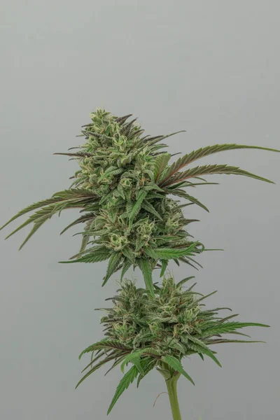 Beyaz Gri Arka Planlı Bubba Kush Otomatik Marihuana Çiçeği — Stok fotoğraf