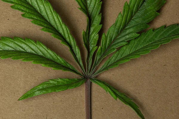Liść Bubba Kush Odmiany Kwiat Marihuany Papierze Pomarańczowy Karton — Zdjęcie stockowe