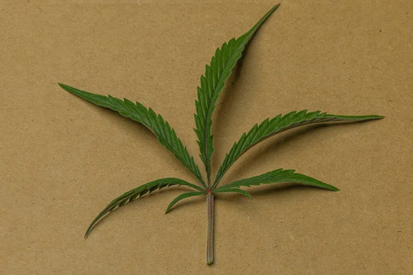Blatt Der Bubba Kush Sorte Marihuana Blume Auf Papier Orangefarbenem — Stockfoto
