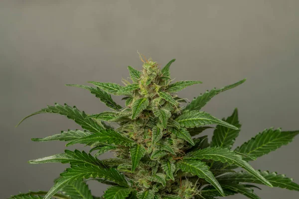 White Russian Automatic Variety Marijuana Flower Grey Black White Background — Stock Photo, Image