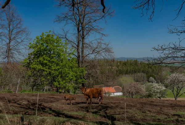 Och Liten Kalv Våren Solig Färg Dag Nära Vodnany Stad — Stockfoto