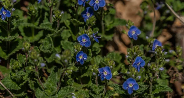 Speedwell Veronica Kék Virág Zöld Levelek Tavaszi Napsütéses Napon — Stock Fotó