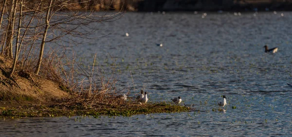 布德威斯市春天里 海鸥在弗尔本斯克池塘上空盘旋 — 图库照片