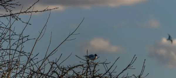 Zee Meeuwen Vrbenske Vijvers Het Voorjaar Blauwe Hemel Dag Budweis — Stockfoto